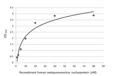 Anti-Human metapneumovirus Nucleoprotein antibody [HL2924] used in ELISA (ELISA). GTX640267