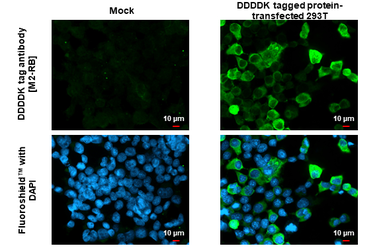 Anti-DDDDK tag antibody [M2-RB] used in Immunocytochemistry/ Immunofluorescence (ICC/IF). GTX640415