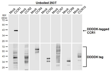 Anti-CCR1 antibody [HL3023] used in  (). GTX640436