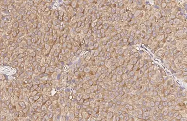 Anti-GPR43 antibody [HL3073] used in IHC (Paraffin sections) (IHC-P). GTX640519