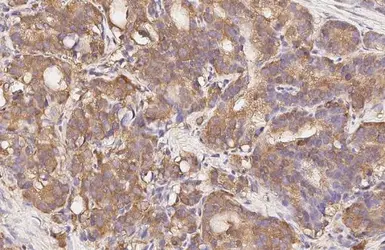 Anti-GPR43 antibody [HL3073] used in IHC (Paraffin sections) (IHC-P). GTX640519