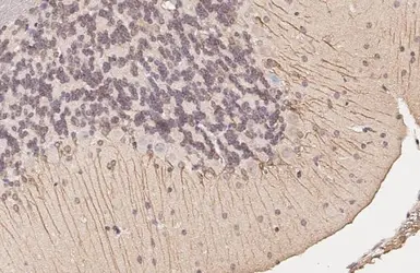 Anti-Dopamine Receptor D5 antibody [HL3081] used in IHC (Paraffin sections) (IHC-P). GTX640527