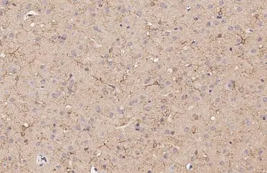 Anti-Dopamine Receptor D5 antibody [HL3081] used in IHC (Paraffin sections) (IHC-P). GTX640527