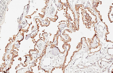Anti-Dopamine Receptor D5 antibody [HL3100] used in IHC (Paraffin sections) (IHC-P). GTX640546