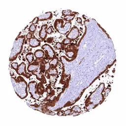 Anti-PAI2 antibody [HMV330] HistoMAX&trade; used in IHC (Paraffin sections) (IHC-P). GTX640562