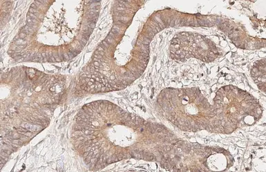 Anti-MC4 Receptor antibody [HL3145] used in IHC (Paraffin sections) (IHC-P). GTX640637