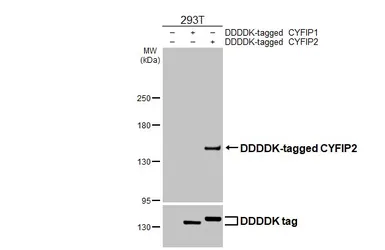 Anti-CYFIP2 antibody [HL3148] used in Western Blot (WB). GTX640658