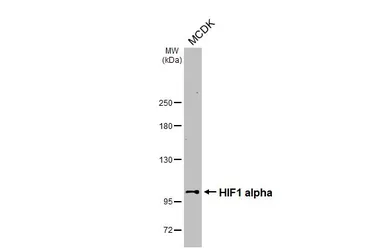 Anti-HIF1 alpha antibody [HL3154] used in Western Blot (WB). GTX640664