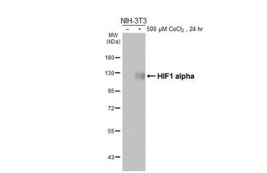 Anti-HIF1 alpha antibody [HL3154] used in Western Blot (WB). GTX640664