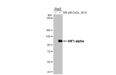 Anti-HIF1 alpha antibody [HL3154] used in Western Blot (WB). GTX640664