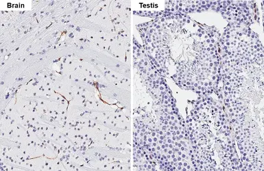 Anti-Claudin 5 antibody [HL3156] used in IHC (Paraffin sections) (IHC-P). GTX640666