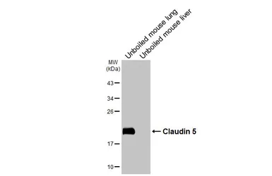 Anti-Claudin 5 antibody [HL3156] used in Western Blot (WB). GTX640666