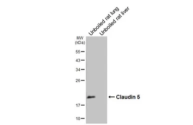 Anti-Claudin 5 antibody [HL3156] used in Western Blot (WB). GTX640666
