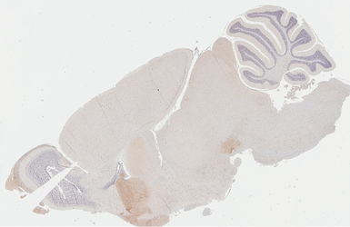 Anti-Dopamine Receptor D2 antibody [HL3159] used in IHC (Paraffin sections) (IHC-P). GTX640669