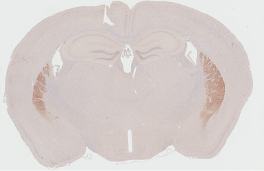Anti-Dopamine Receptor D2 antibody [HL3159] used in IHC (Paraffin sections) (IHC-P). GTX640669