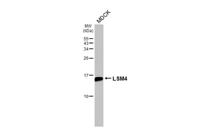 Anti-LSM4 antibody [HL3172] used in Western Blot (WB). GTX640690