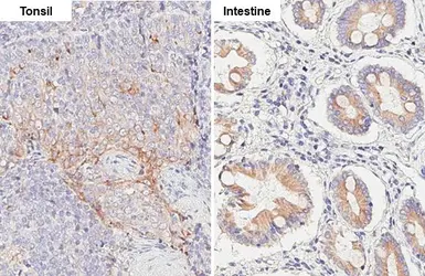 Anti-Granulins antibody [HL3182] used in IHC (Paraffin sections) (IHC-P). GTX640821