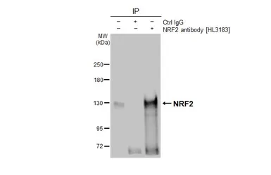 Anti-NRF2 antibody [HL3183] used in Immunoprecipitation (IP). GTX640822