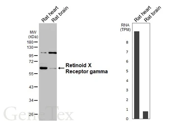 Anti-Retinoid X Receptor gamma antibody [HL3185] used in Western Blot (WB). GTX640824