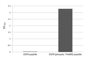 Anti-EGFR (phospho Thr669) antibody [HL3264] used in  (). GTX640911