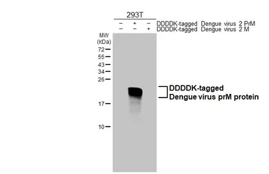 Anti-Dengue virus prM protein antibody [HL3288] used in Western Blot (WB). GTX640942