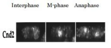 Anti-Cnd2 (S. pombe) antibody used in Immunocytochemistry/ Immunofluorescence (ICC/IF). GTX64102