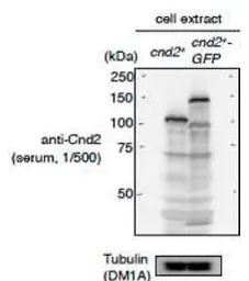 Anti-Cnd2 (S. pombe) antibody used in Western Blot (WB). GTX64102