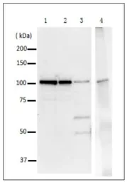 Anti-DNA Polymerase I (E coli) antibody used in Immunoprecipitation (IP). GTX64108