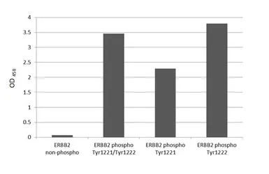 Anti-Her2 / ErbB2 (phospho Tyr1221/Tyr1222) antibody [HL3328] used in  (). GTX641093