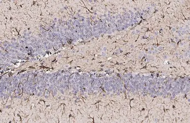 Anti-GFAP antibody [GT25] used in IHC (Paraffin sections) (IHC-P). GTX641104