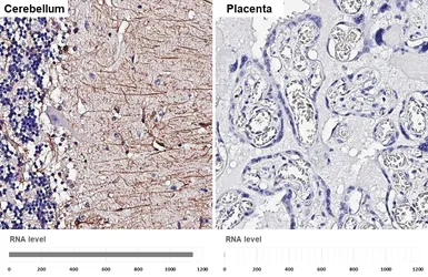 Anti-GFAP antibody [GT25] used in IHC (Paraffin sections) (IHC-P). GTX641104