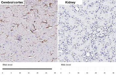 Anti-GFAP antibody [GT25] used in IHC (Paraffin sections) (IHC-P). GTX641104