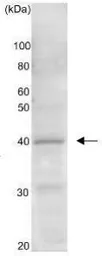 Anti-Gtr2 (S. cerevisiae) antibody used in Western Blot (WB). GTX64112