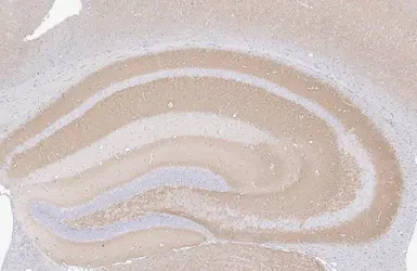 Anti-VGluT1 antibody [GT34] used in IHC (Paraffin sections) (IHC-P). GTX641142