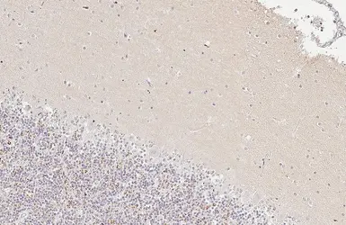 Anti-VGluT1 antibody [GT34] used in IHC (Paraffin sections) (IHC-P). GTX641142