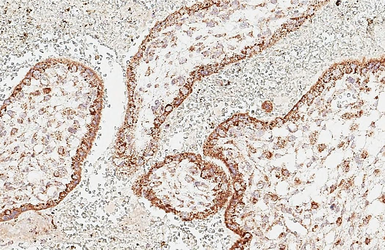 Anti-PLK4 antibody [HL3371] used in IHC (Paraffin sections) (IHC-P). GTX641191