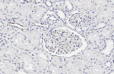 Anti-CD31 antibody [HL3414] used in IHC (Paraffin sections) (IHC-P). GTX641251