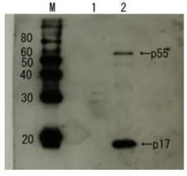 Anti-HIV1 p17 antibody used in Western Blot (WB). GTX64126