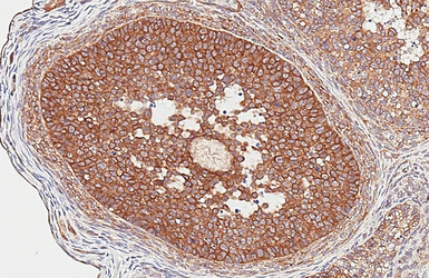 Anti-HDAC4 antibody [HL3420] used in IHC (Paraffin sections) (IHC-P). GTX641262