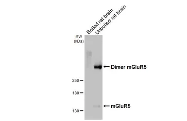 Anti-mGluR5 antibody [HL3433] used in Western Blot (WB). GTX641275