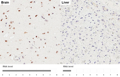 Anti-POLR3A antibody [HL3437] used in IHC (Paraffin sections) (IHC-P). GTX641310