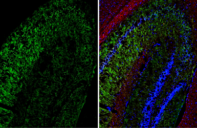 Anti-WAVE1 antibody [HL3446] used in IHC (Frozen sections) (IHC-Fr). GTX641319