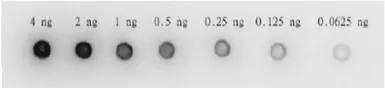 Anti-HIV1 protease antibody used in Dot blot (Dot). GTX64132
