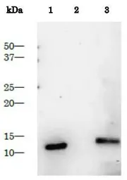 Anti-HIV1 protease antibody used in Western Blot (WB). GTX64132