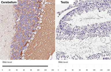 Anti-GABA Transporter 1 / GAT1 antibody [HL3475] used in IHC (Paraffin sections) (IHC-P). GTX641360