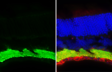 Anti-GABA Transporter 1 / GAT1 antibody [HL3475] used in IHC (Frozen sections) (IHC-Fr). GTX641360