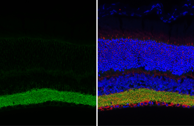 Anti-GABA Transporter 1 / GAT1 antibody [HL3475] used in IHC (Paraffin sections) (IHC-P). GTX641360