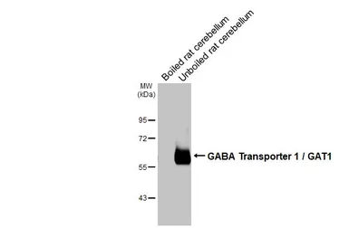 Anti-GABA Transporter 1 / GAT1 antibody [HL3475] used in Western Blot (WB). GTX641360