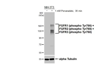 Anti-FGFR1 (phospho Tyr766) + FGFR2 (phospho Tyr769) + FGFR3 (phospho Tyr760) antibody [HL3487] used in Western Blot (WB). GTX641372