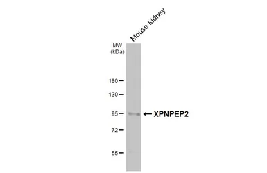 Anti-XPNPEP2 antibody [HL3492] used in Western Blot (WB). GTX641380